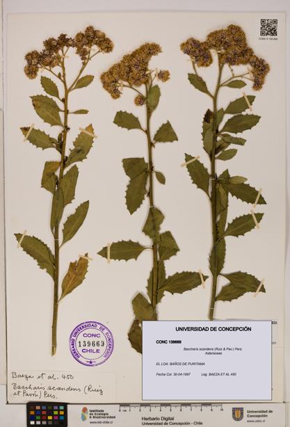 Baccharis scandens [Espécimen: UDEC:CONC:0139669]