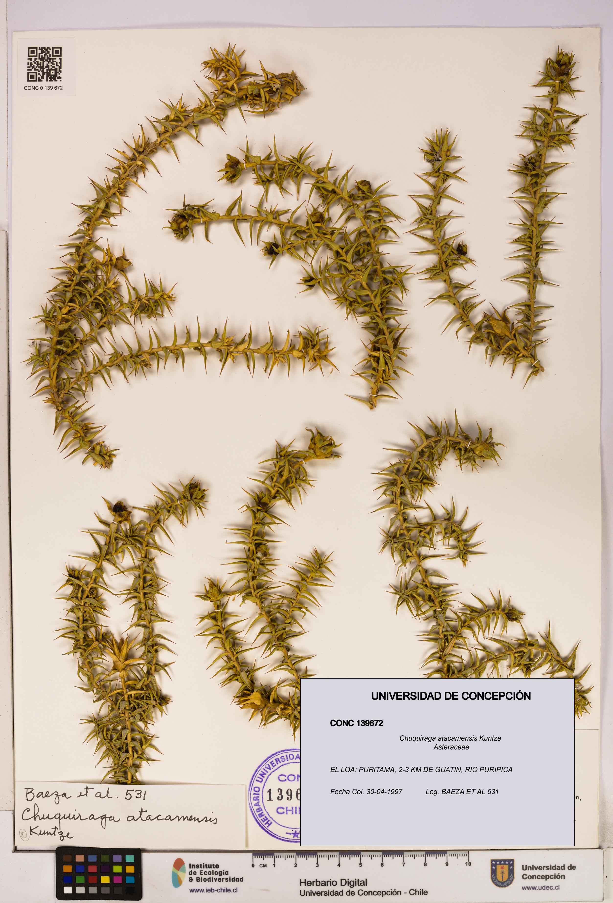 Chuquiraga atacamensis [Espécimen: UDEC:CONC:0139672]