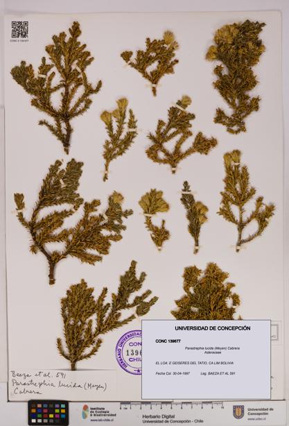 Parastrephia lucida [Espécimen: UDEC:CONC:0139677]