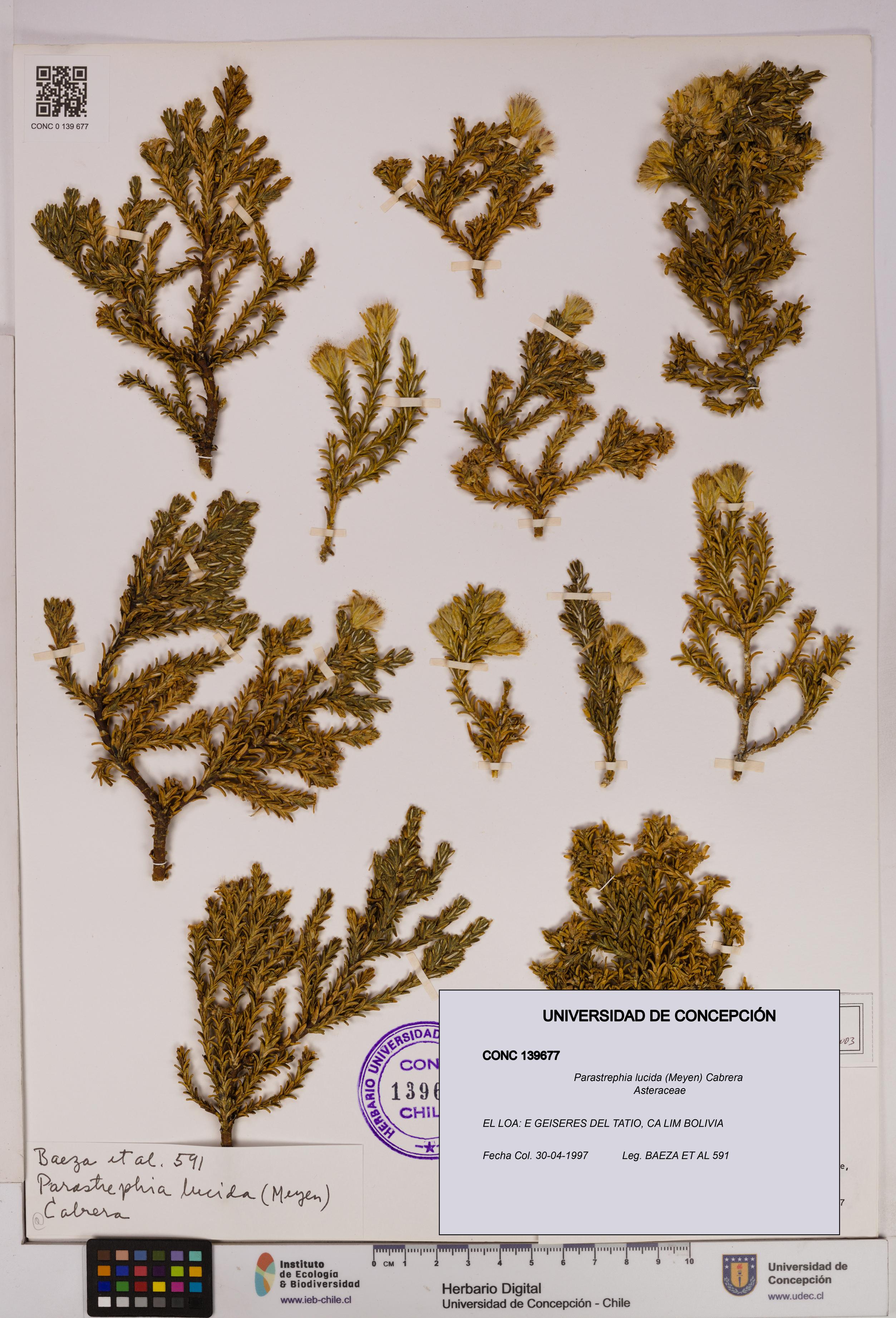 Parastrephia lucida [Espécimen: UDEC:CONC:0139677]