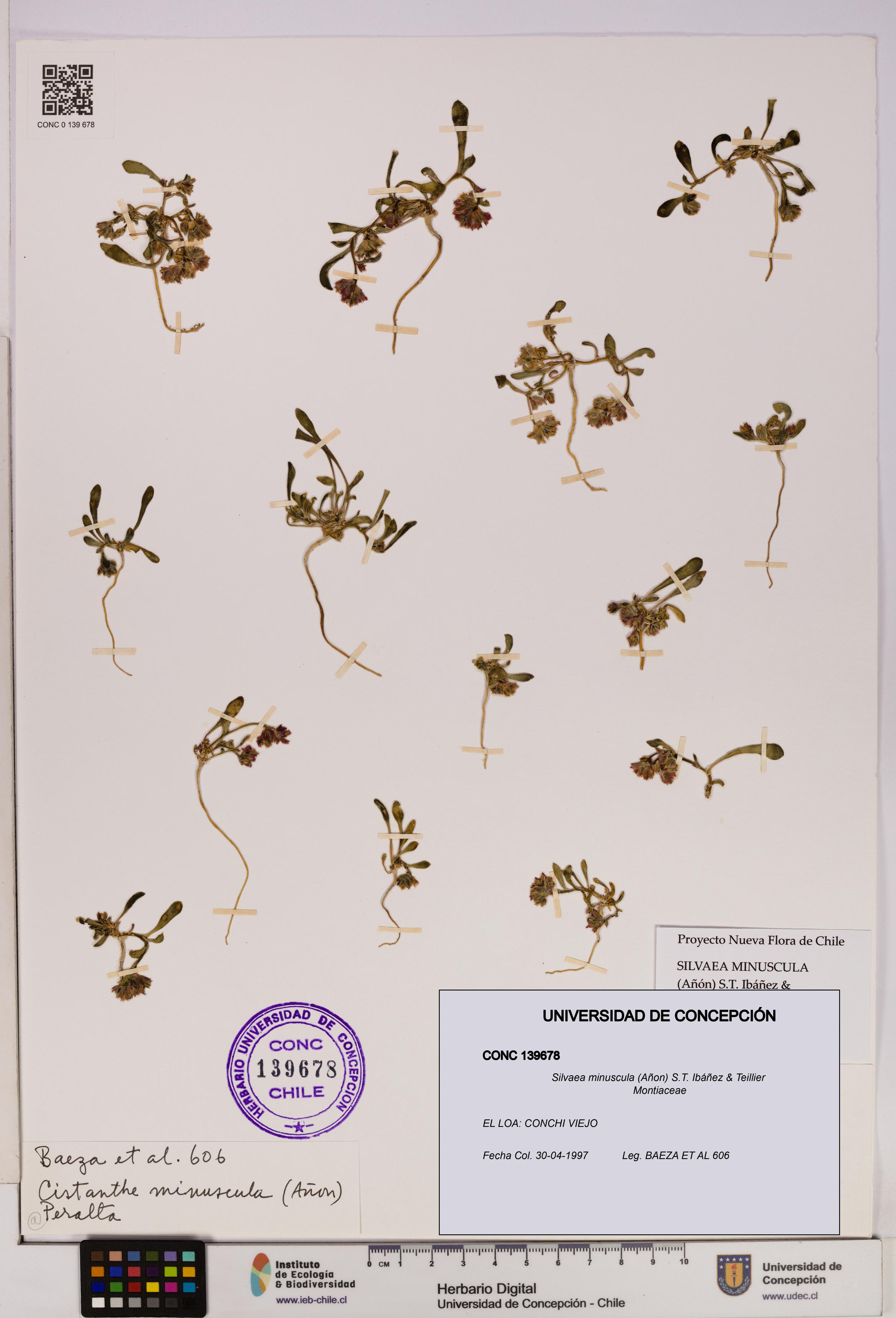Silvaea minuscula [Espécimen: UDEC:CONC:0139678]