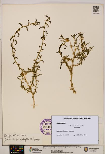 Senecio atacamensis [Espécimen: UDEC:CONC:0139681]