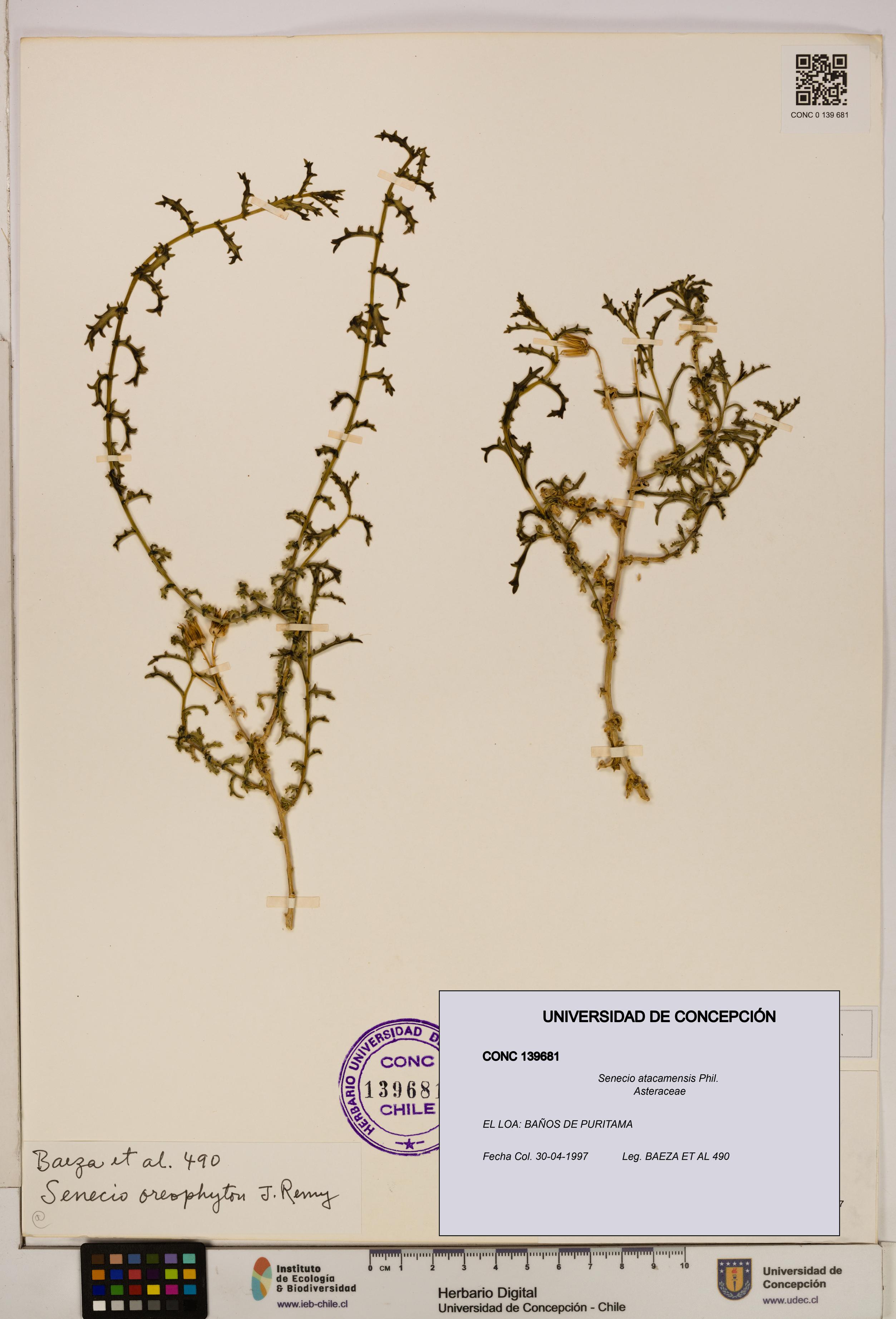 Senecio atacamensis [Espécimen: UDEC:CONC:0139681]