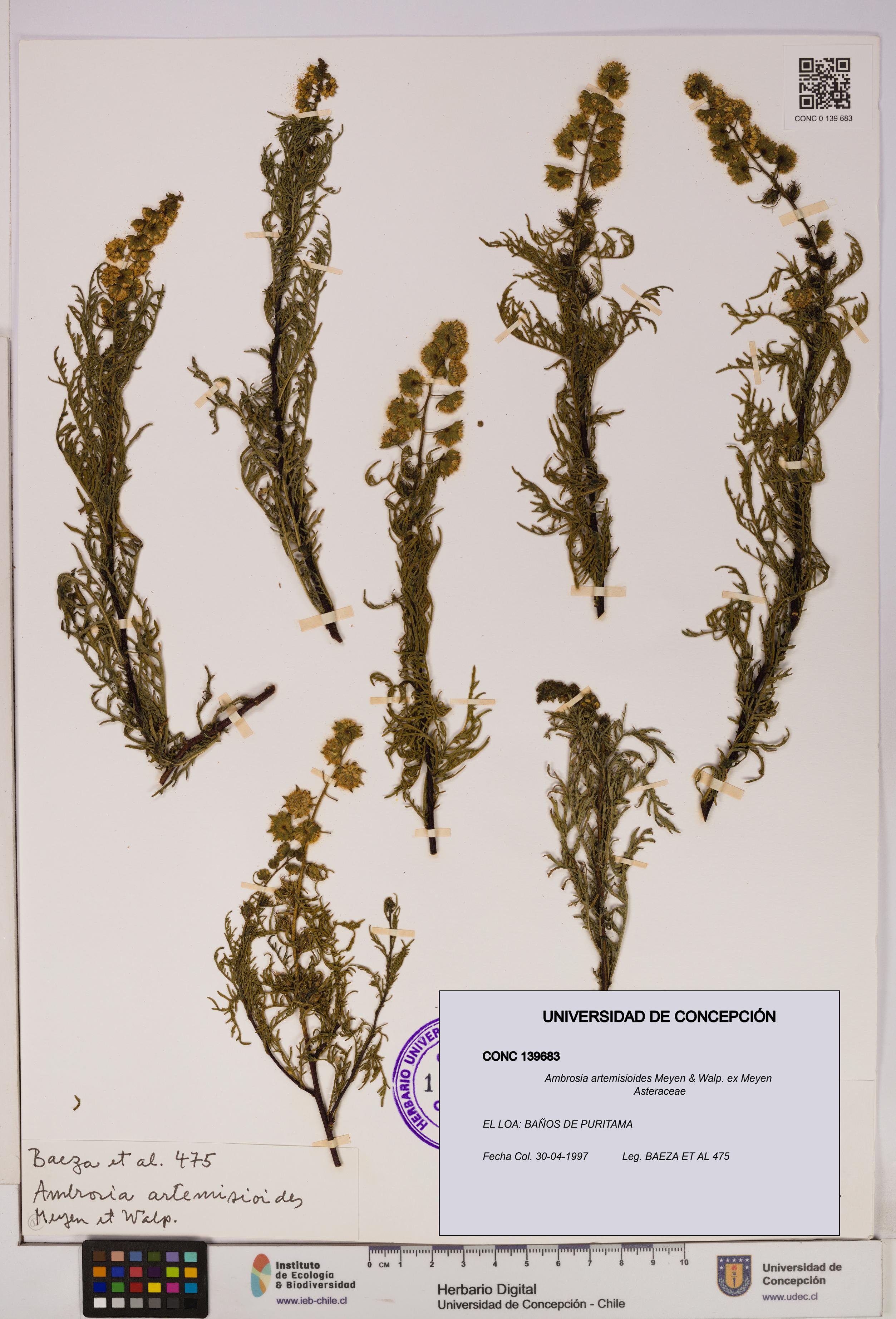 Ambrosia artemisioides [Espécimen: UDEC:CONC:0139683]
