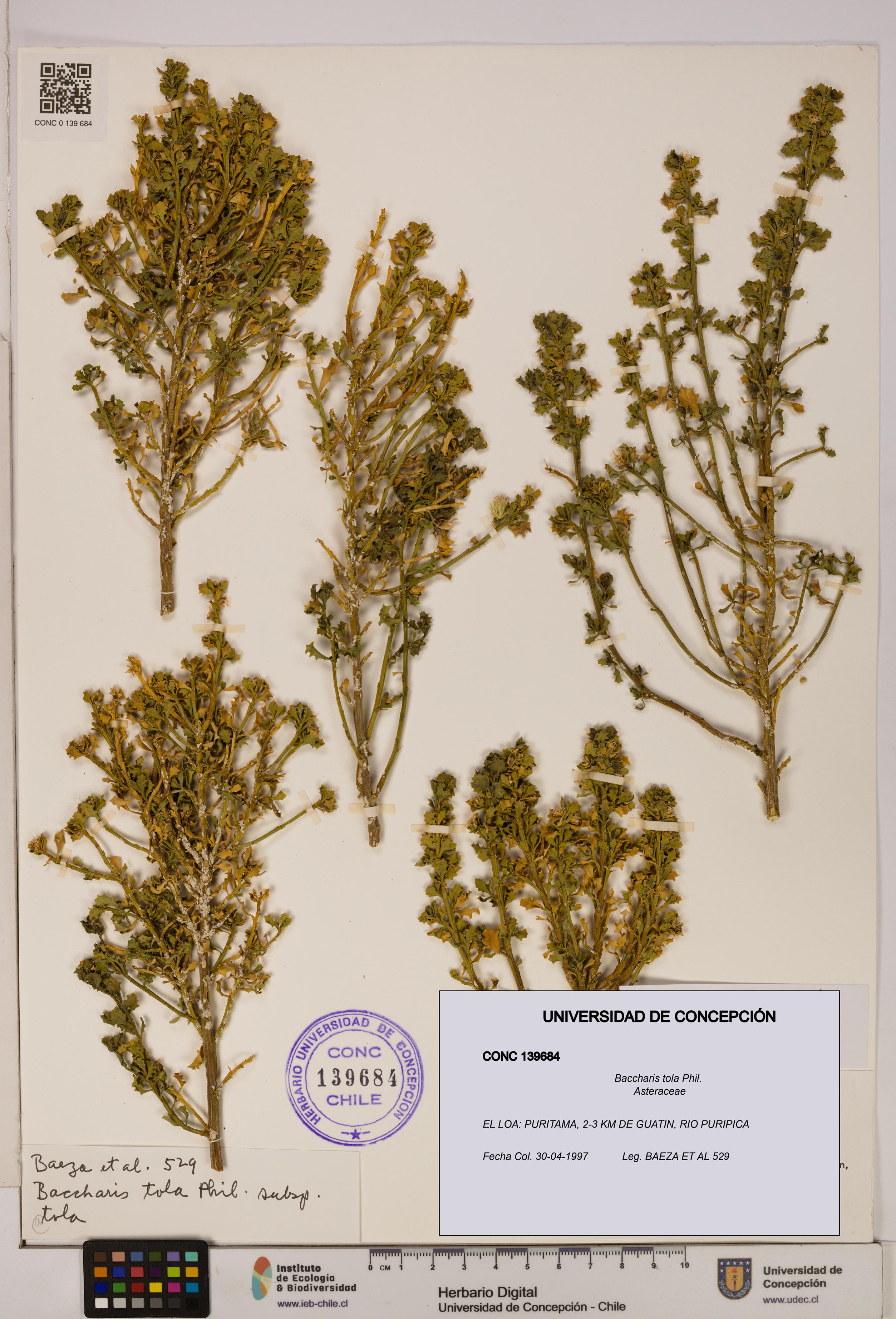 Baccharis tola [Espécimen: UDEC:CONC:0139684]