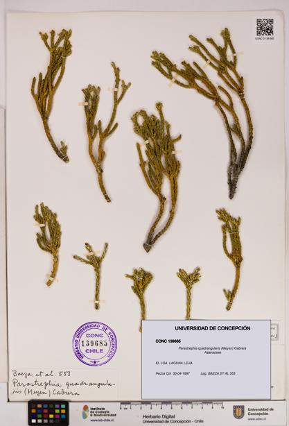 Parastrephia quadrangularis [Espécimen: UDEC:CONC:0139685]