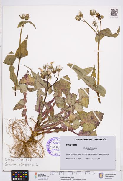 Sonchus oleraceus [Espécimen: ]