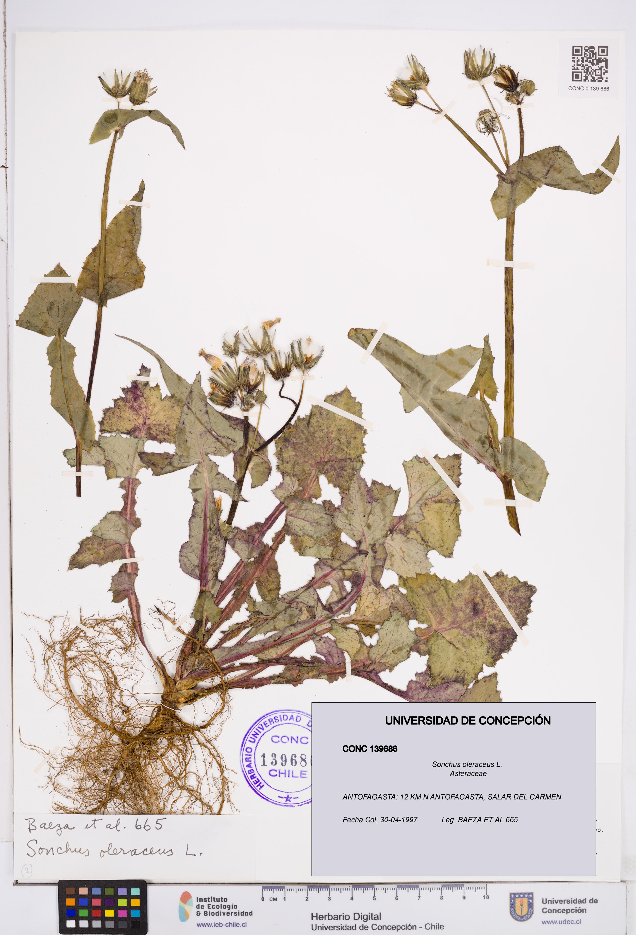 Sonchus oleraceus [Espécimen: ]