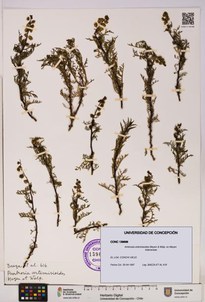 Ambrosia artemisioides [Espécimen: UDEC:CONC:0139696]