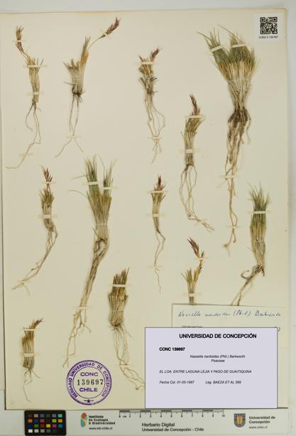 Nassella nardoides [Espécimen: UDEC:CONC:0139697]