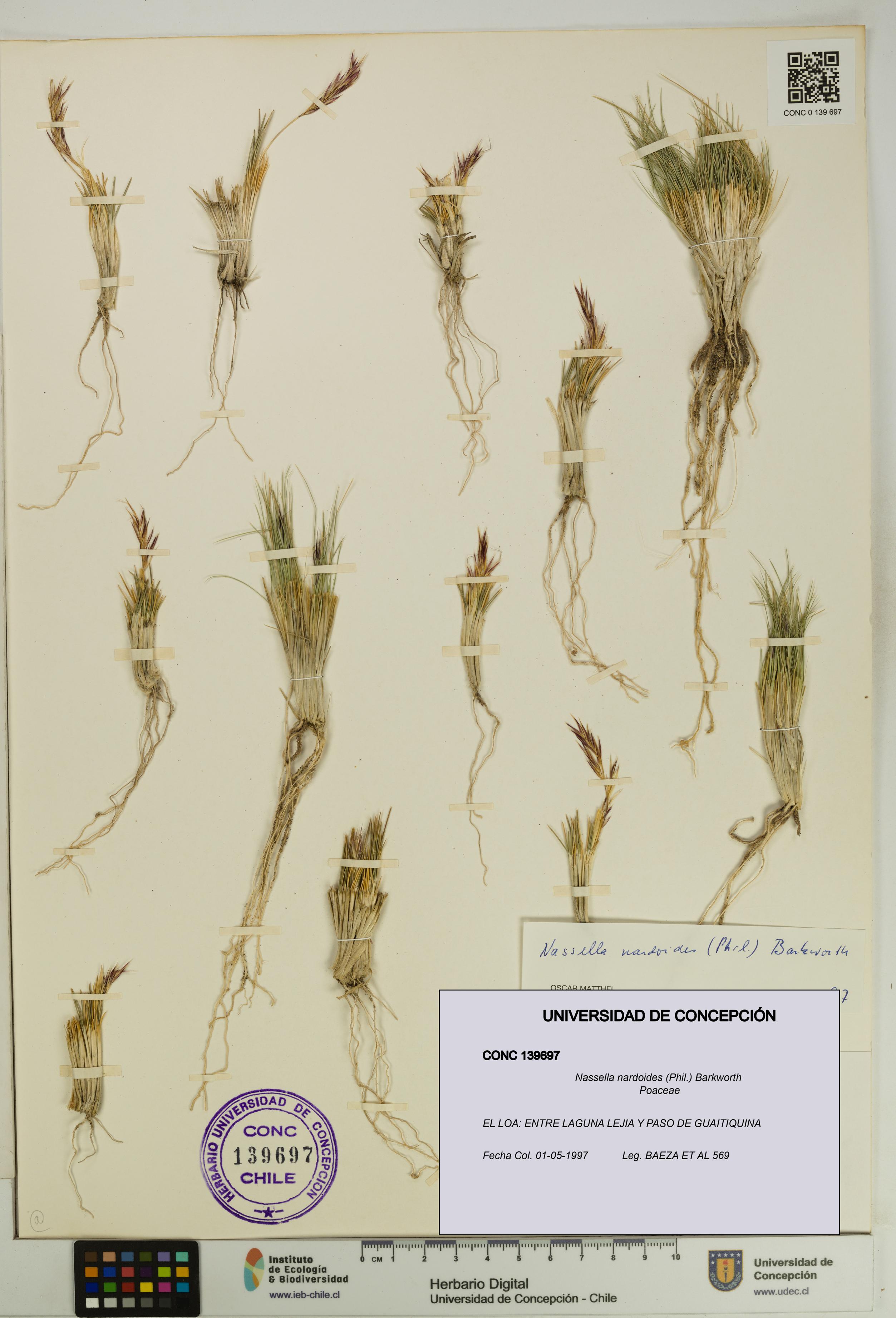 Nassella nardoides [Espécimen: UDEC:CONC:0139697]
