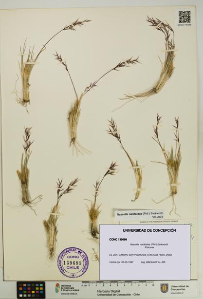 Nassella nardoides [Espécimen: UDEC:CONC:0139699]