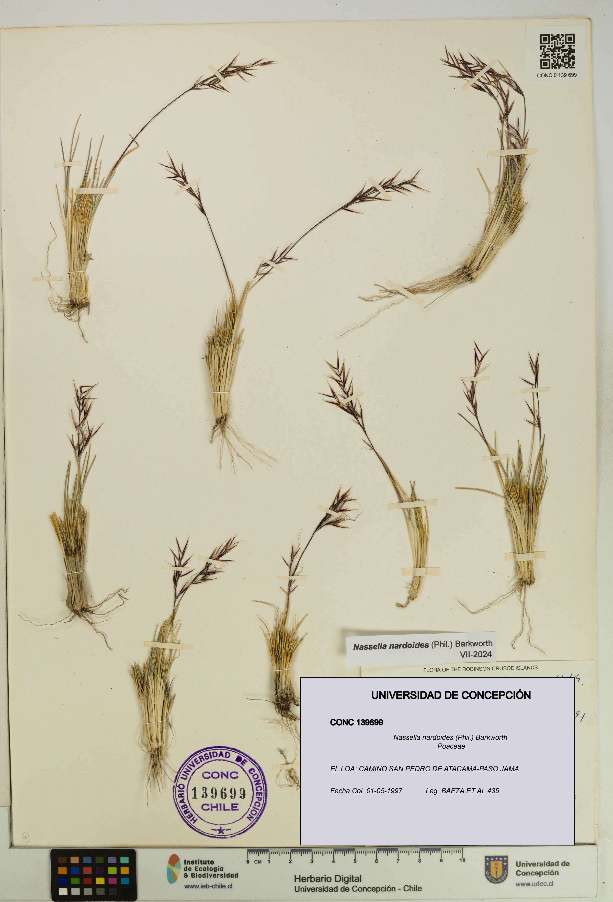 Nassella nardoides [Espécimen: UDEC:CONC:0139699]
