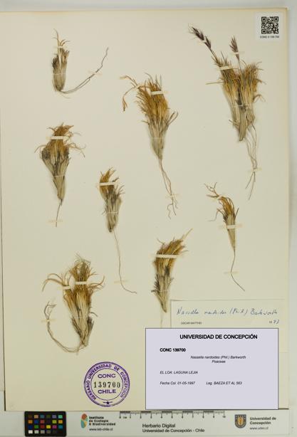 Nassella nardoides [Espécimen: UDEC:CONC:0139700]