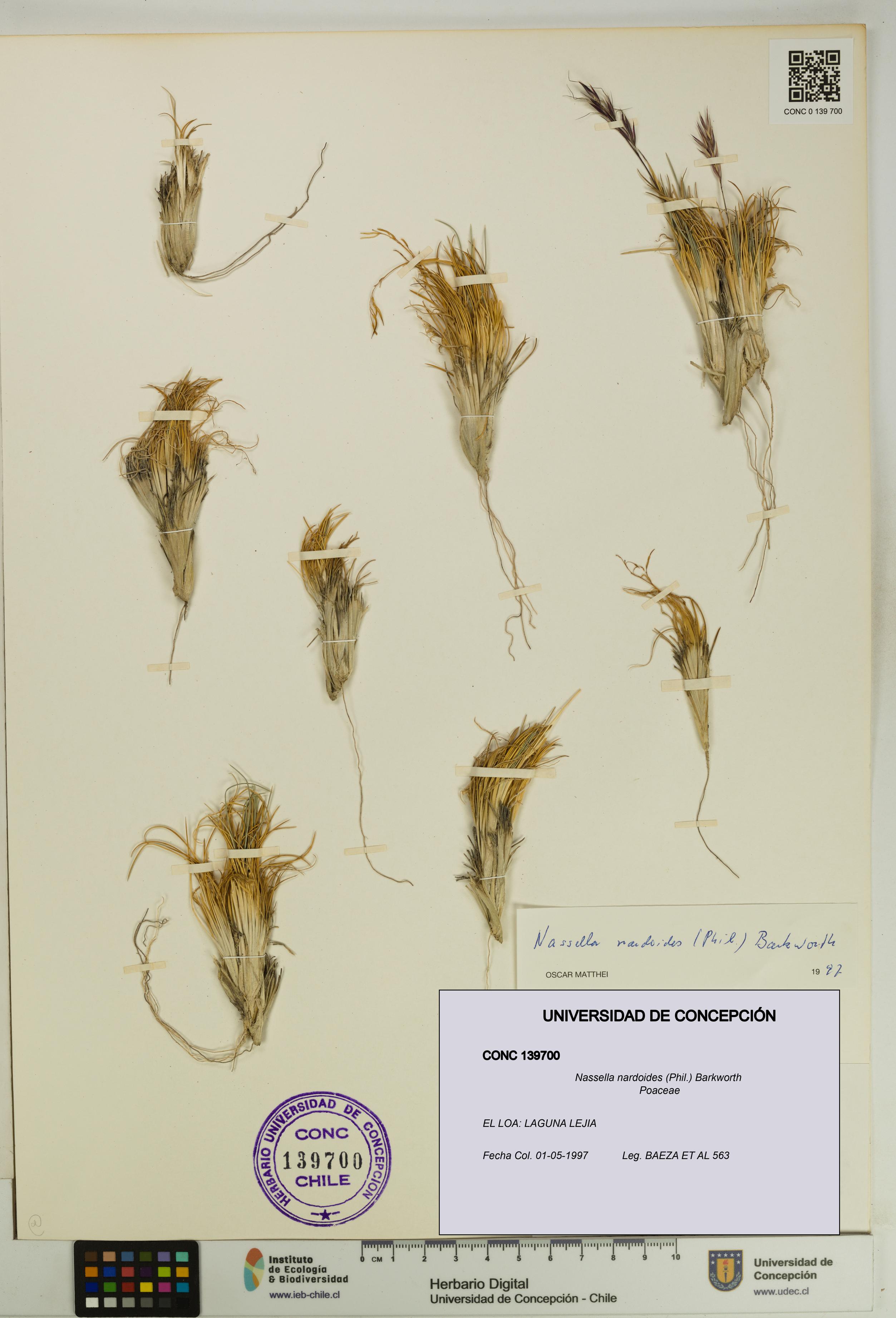 Nassella nardoides [Espécimen: UDEC:CONC:0139700]