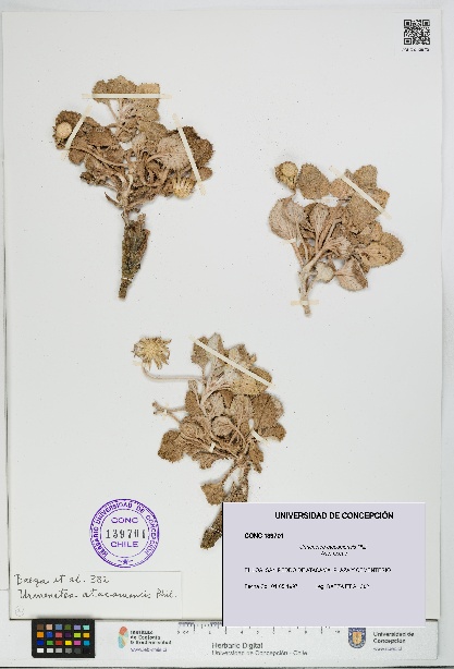 Urmenetea atacamensis [Espécimen: UDEC:CONC:0139701]