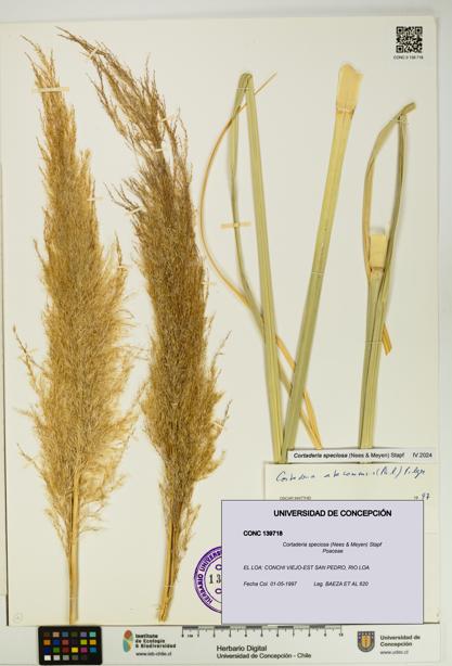 Cortaderia speciosa [Espécimen: UDEC:CONC:0139718]