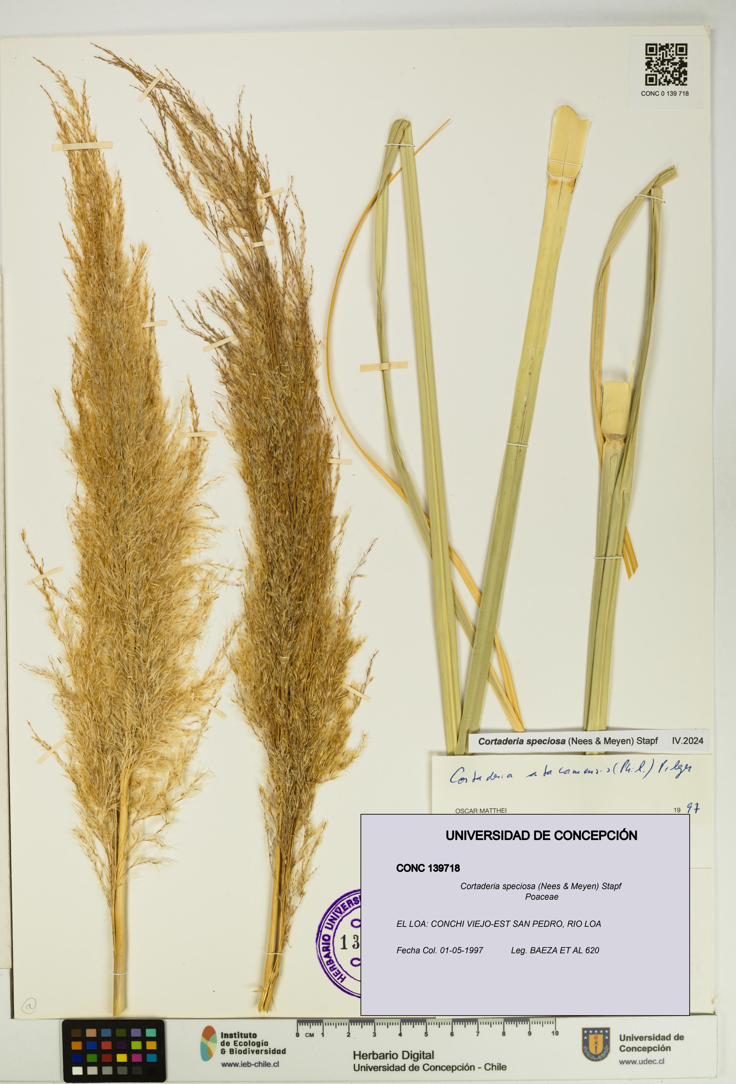 Cortaderia speciosa [Espécimen: UDEC:CONC:0139718]