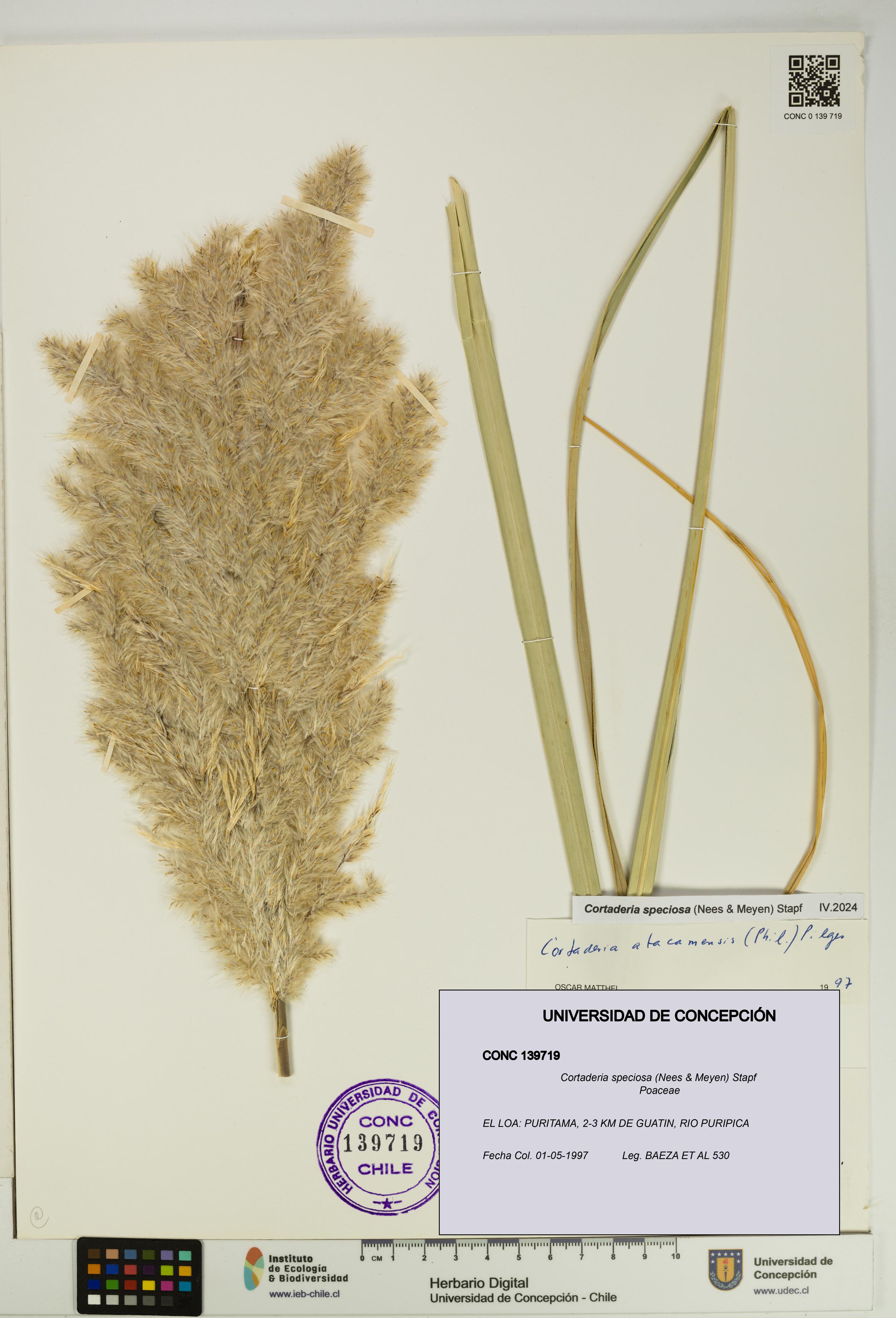 Cortaderia speciosa [Espécimen: UDEC:CONC:0139719]