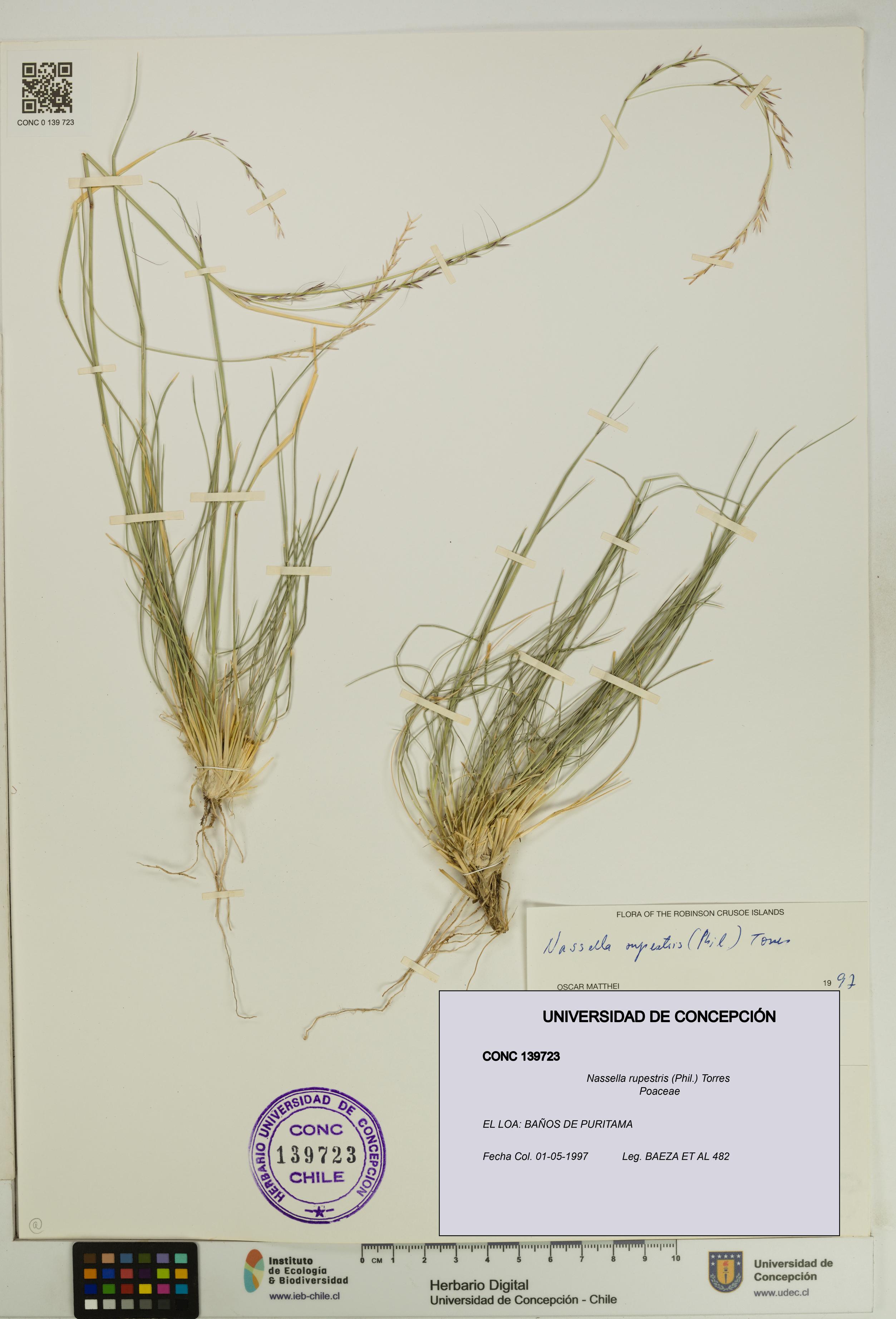 Nassella rupestris [Espécimen: UDEC:CONC:0139723]