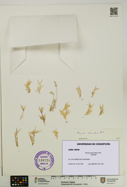 Munroa decumbens [Espécimen: UDEC:CONC:0139725]