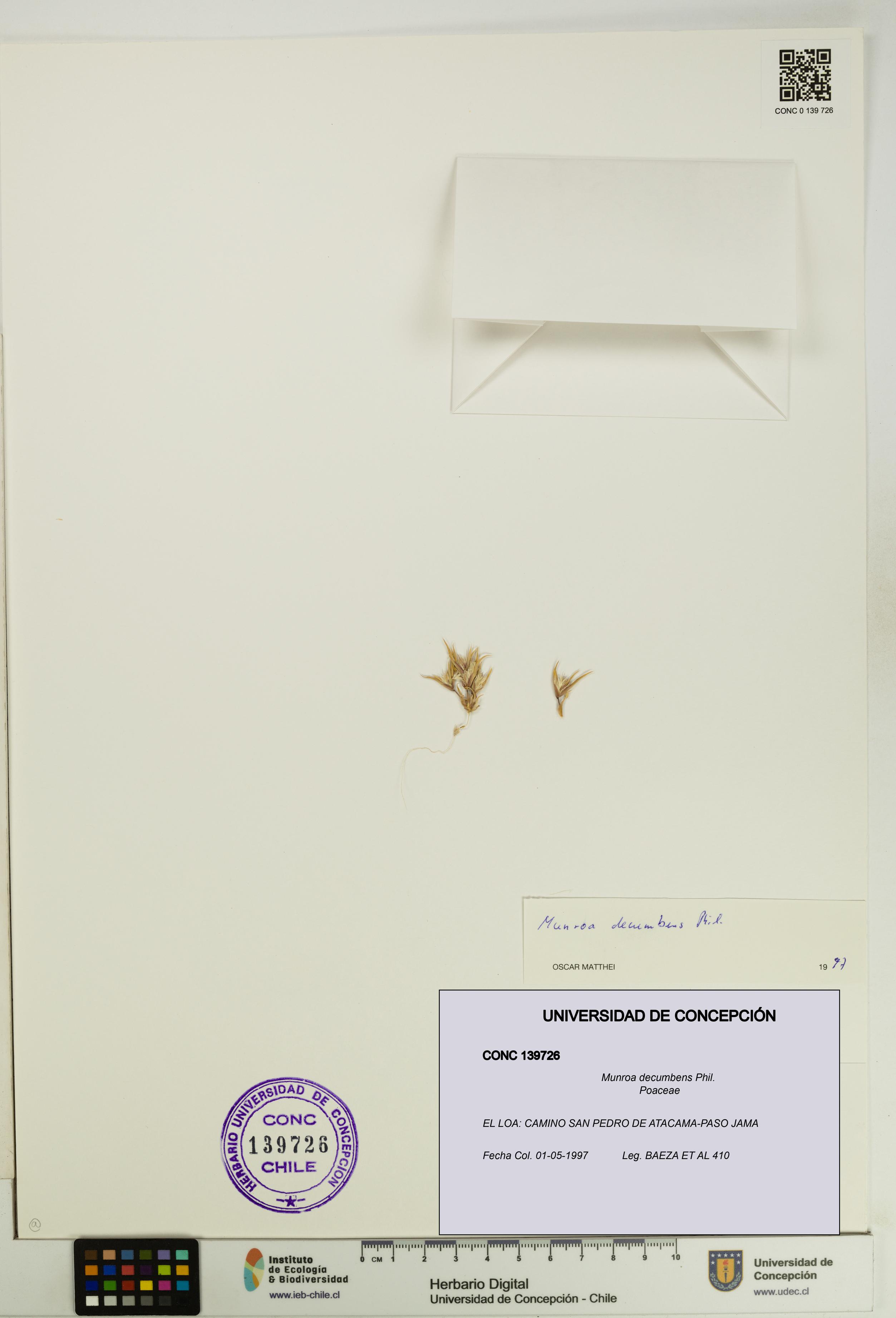 Munroa decumbens [Espécimen: UDEC:CONC:0139726]