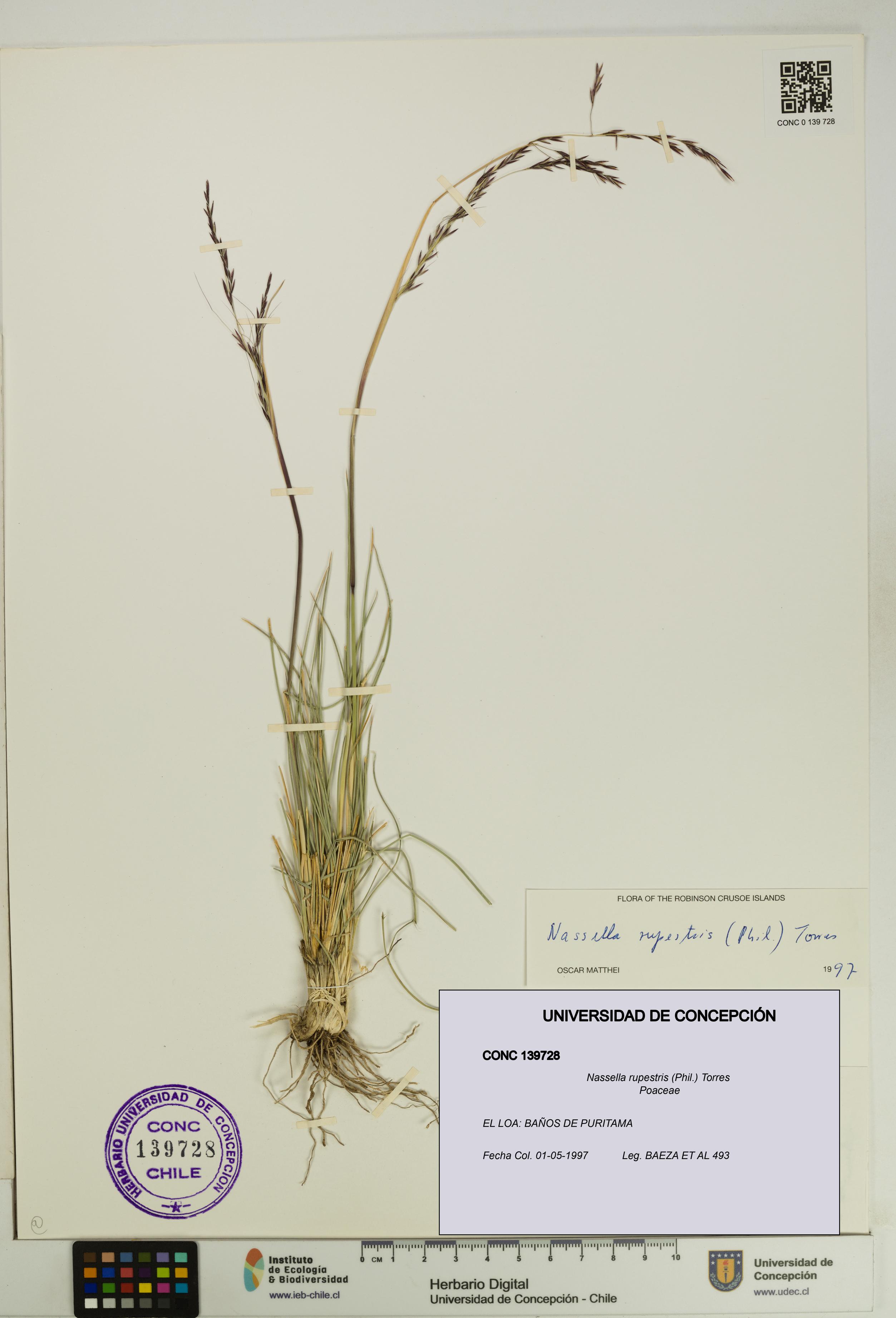 Nassella rupestris [Espécimen: UDEC:CONC:0139728]