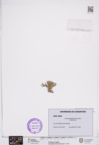 Cryptantha debilis [Espécimen: ]