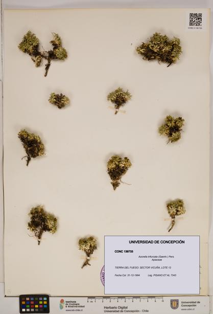Azorella trifurcata [Espécimen: ]