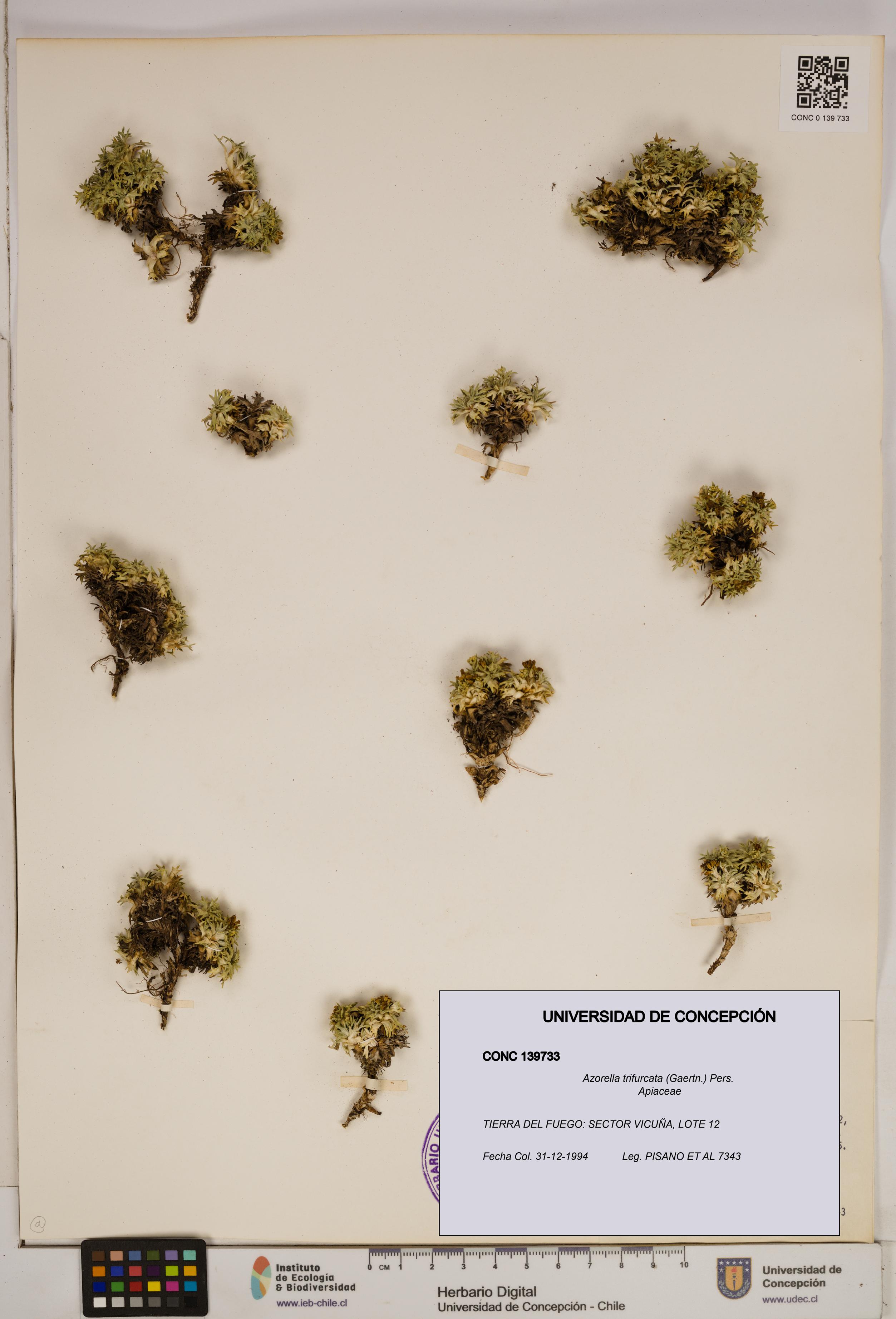 Azorella trifurcata [Espécimen: ]
