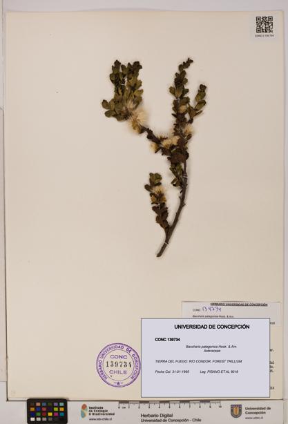 Baccharis patagonica [Espécimen: UDEC:CONC:0139734]