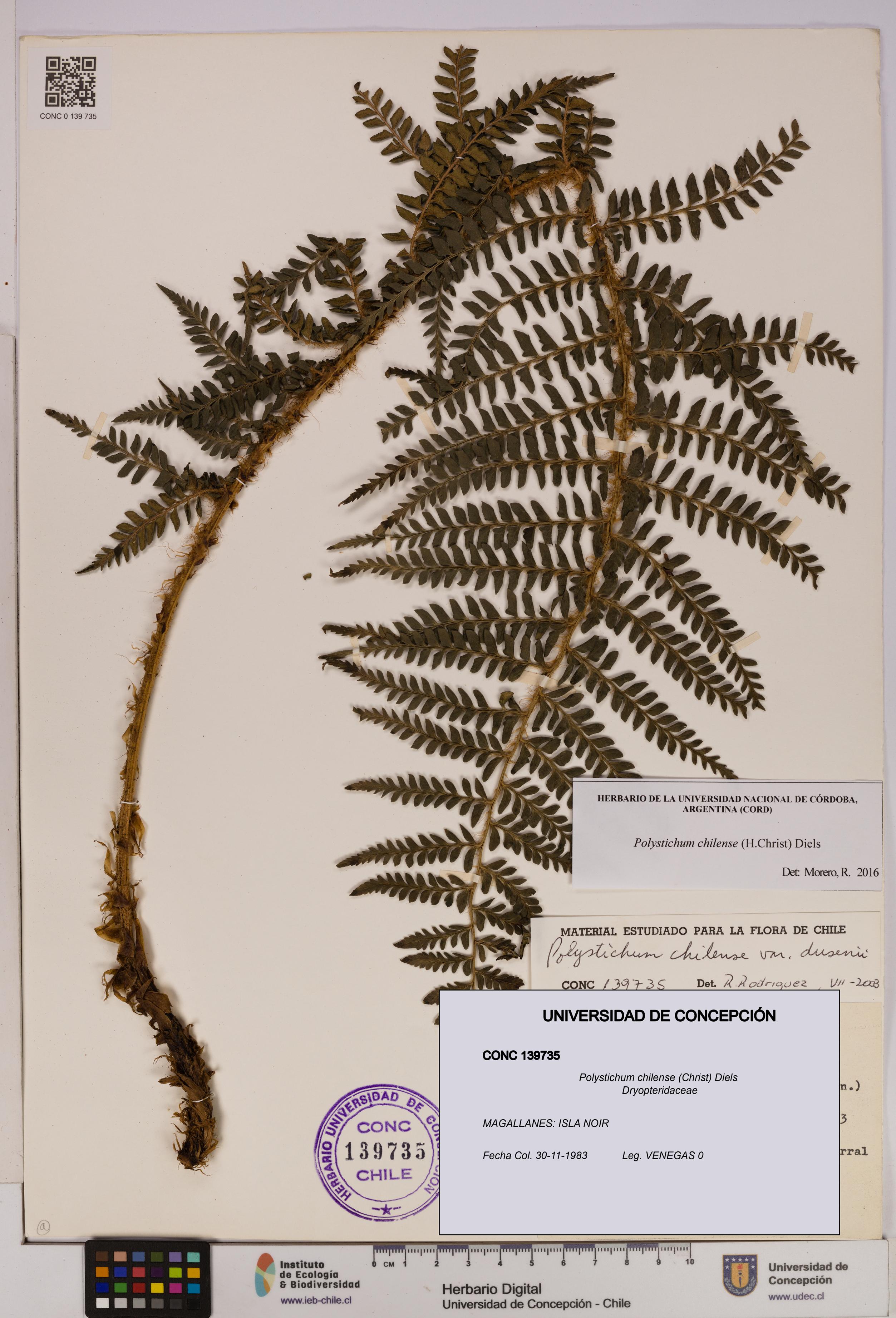 Polystichum chilense [Espécimen: UDEC:CONC:0139735]
