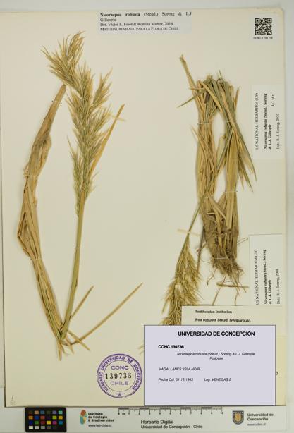 Nicoraepoa robusta [Espécimen: UDEC:CONC:0139736]