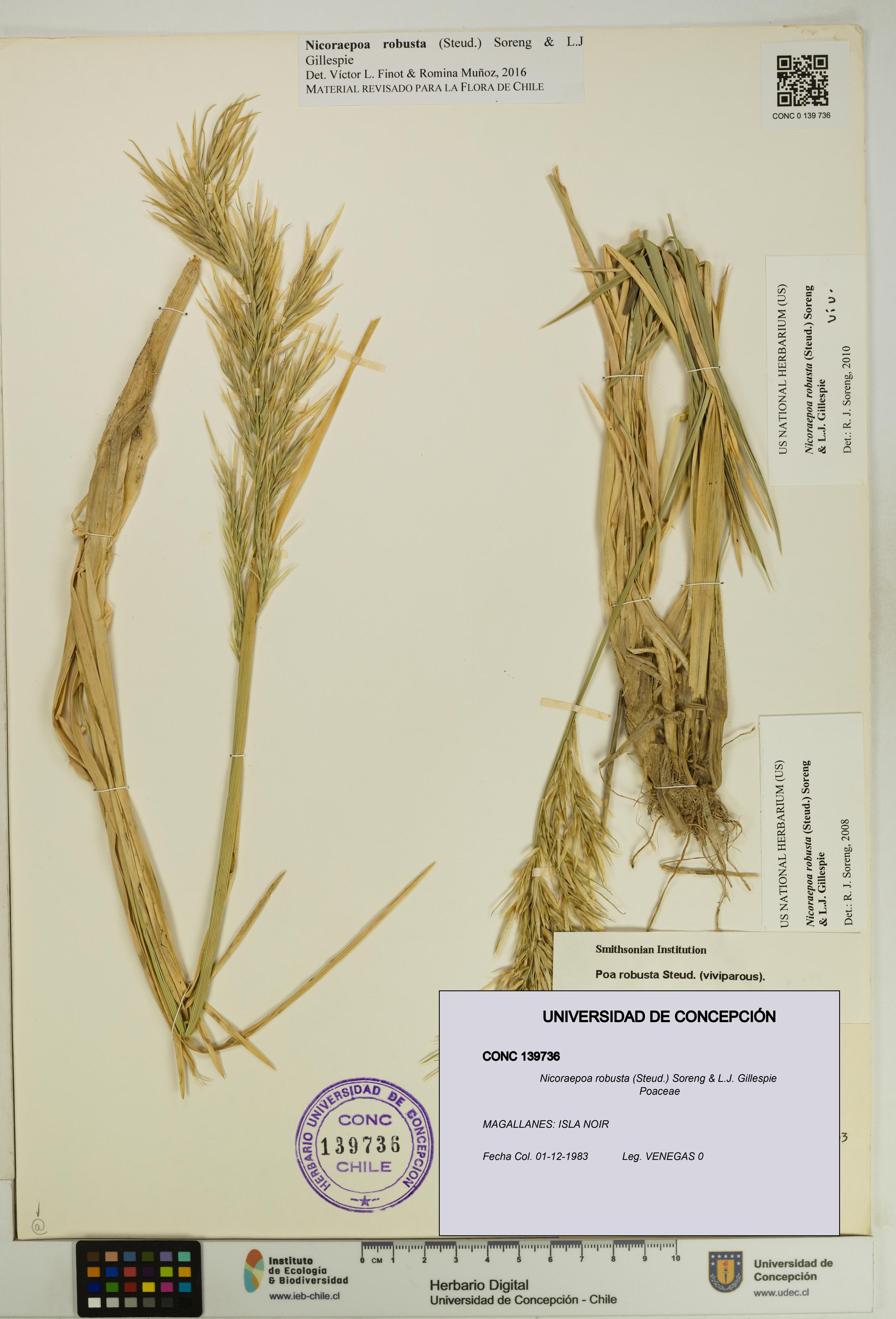 Nicoraepoa robusta [Espécimen: UDEC:CONC:0139736]