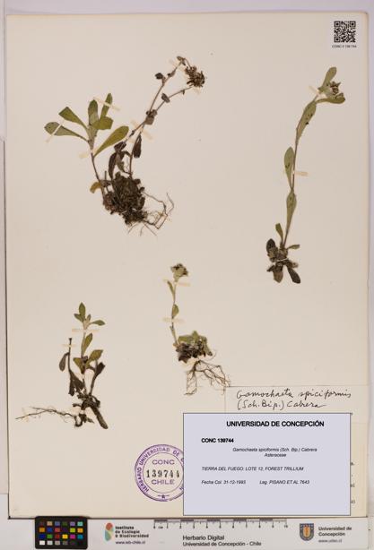 Gamochaeta spiciformis [Espécimen: UDEC:CONC:0139744]