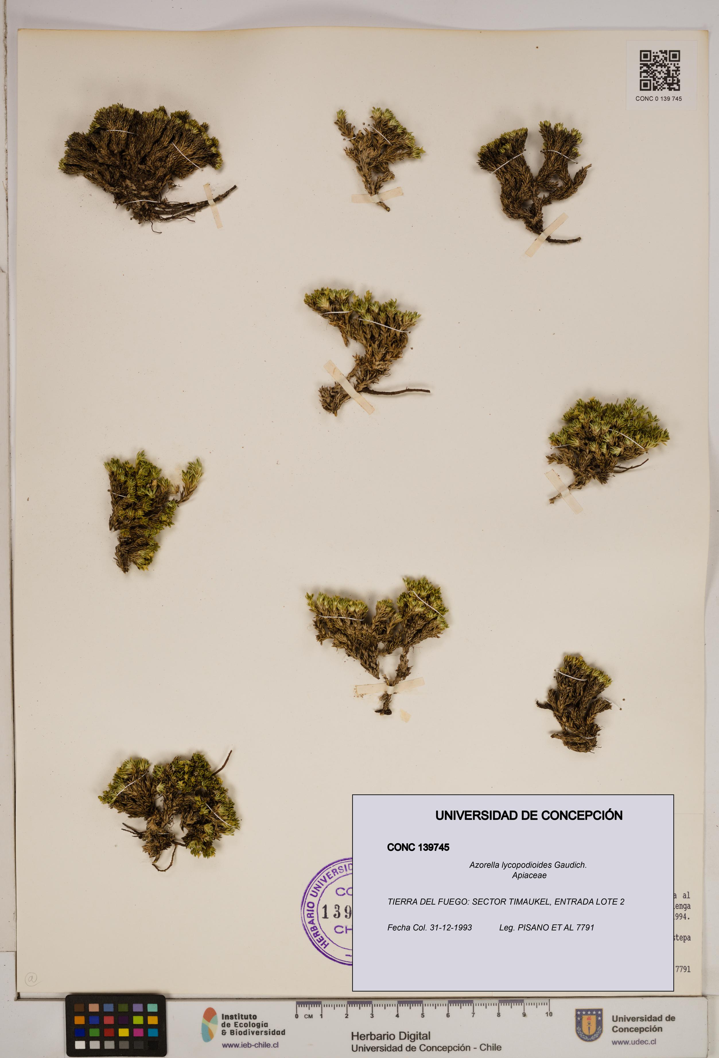 Azorella lycopodioides [Espécimen: ]
