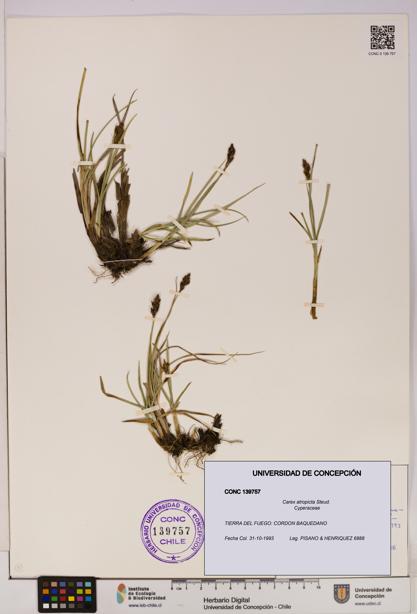 Carex atropicta [Espécimen: UDEC:CONC:0139757]