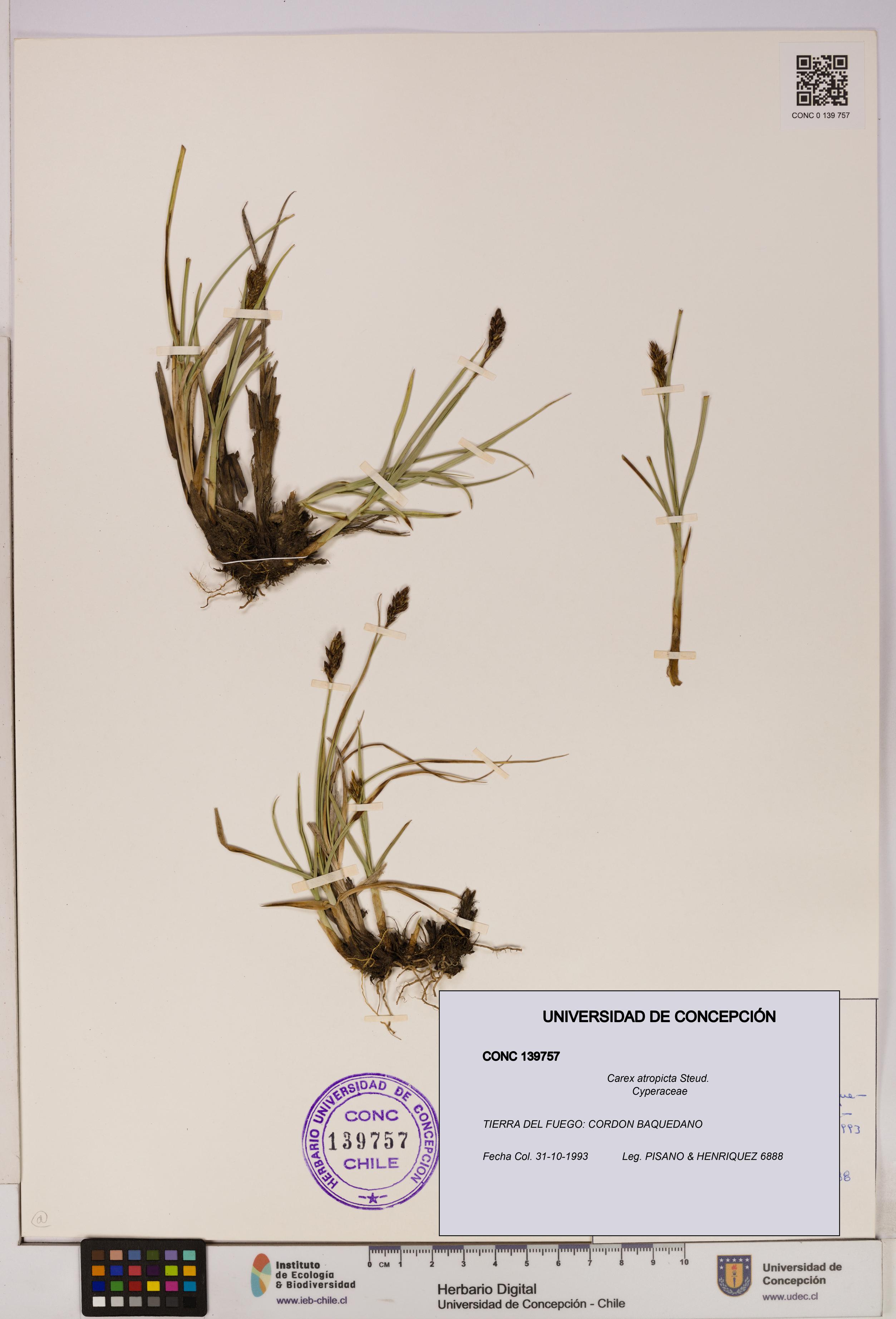 Carex atropicta [Espécimen: UDEC:CONC:0139757]