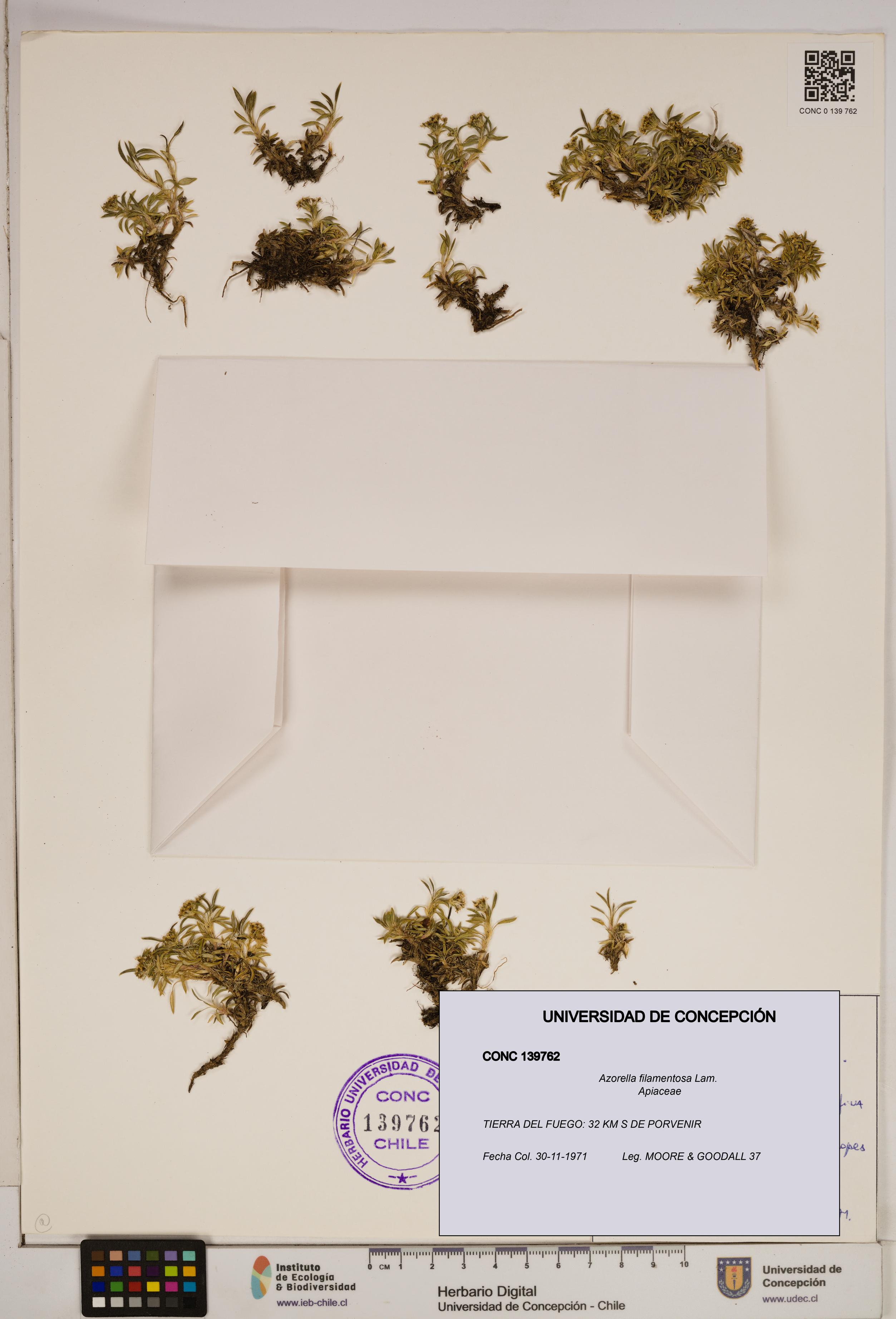 Azorella filamentosa [Espécimen: ]