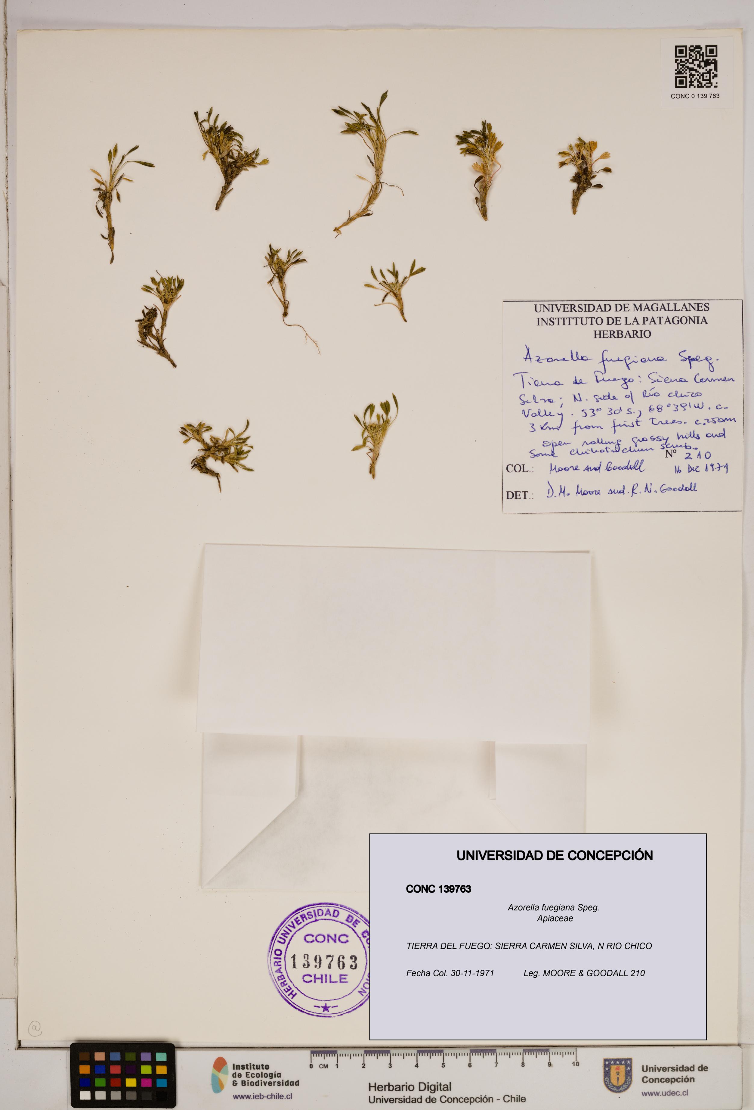 Azorella fuegiana [Espécimen: ]