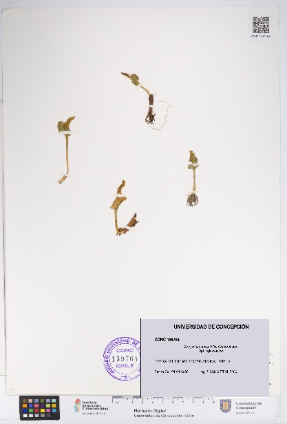 Botrychium dusenii [Espécimen: UDEC:CONC:0139764]