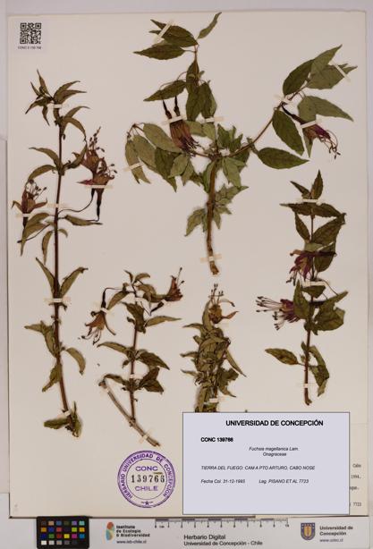 Fuchsia magellanica [Espécimen: UDEC:CONC:0139766]