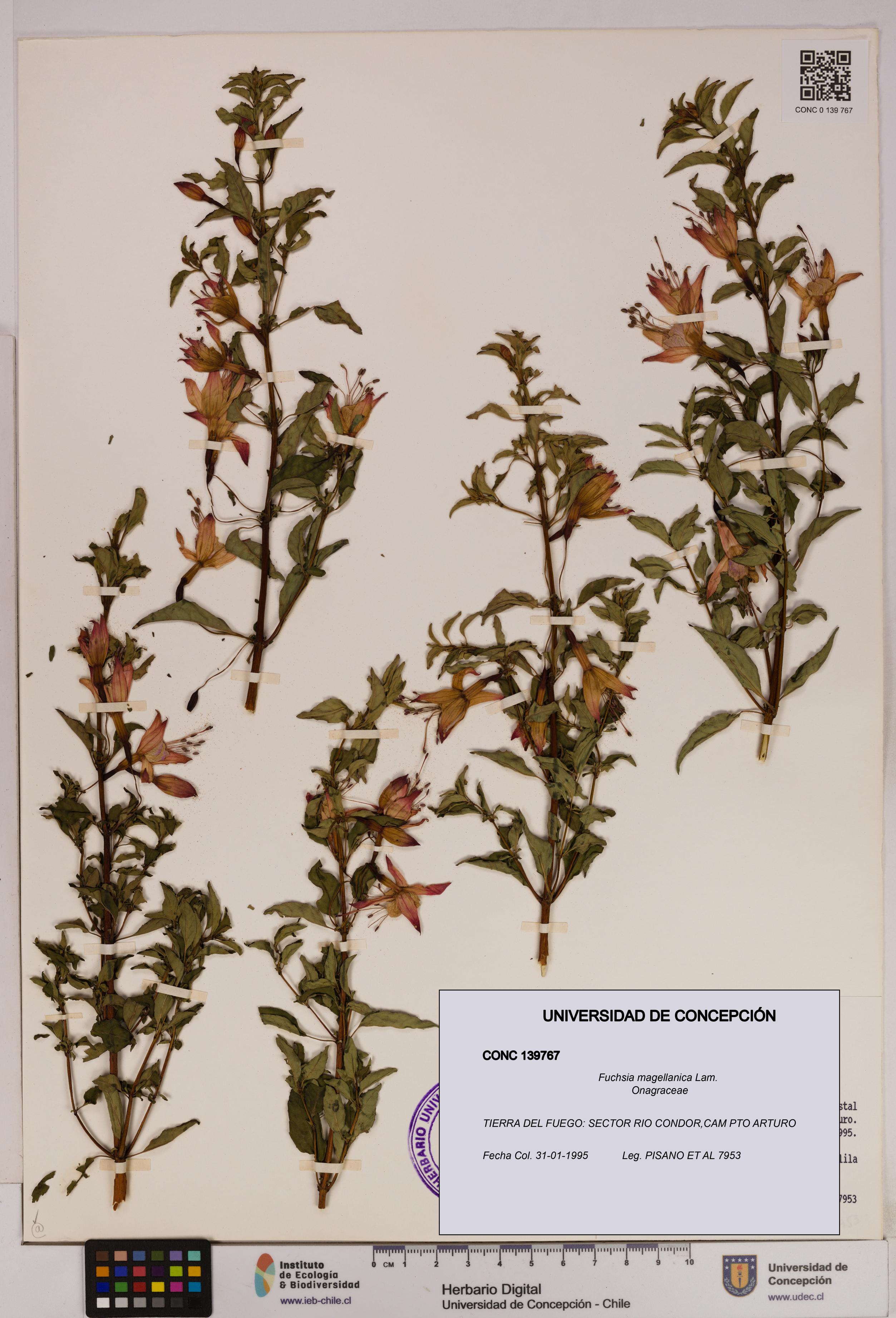 Fuchsia magellanica [Espécimen: UDEC:CONC:0139767]