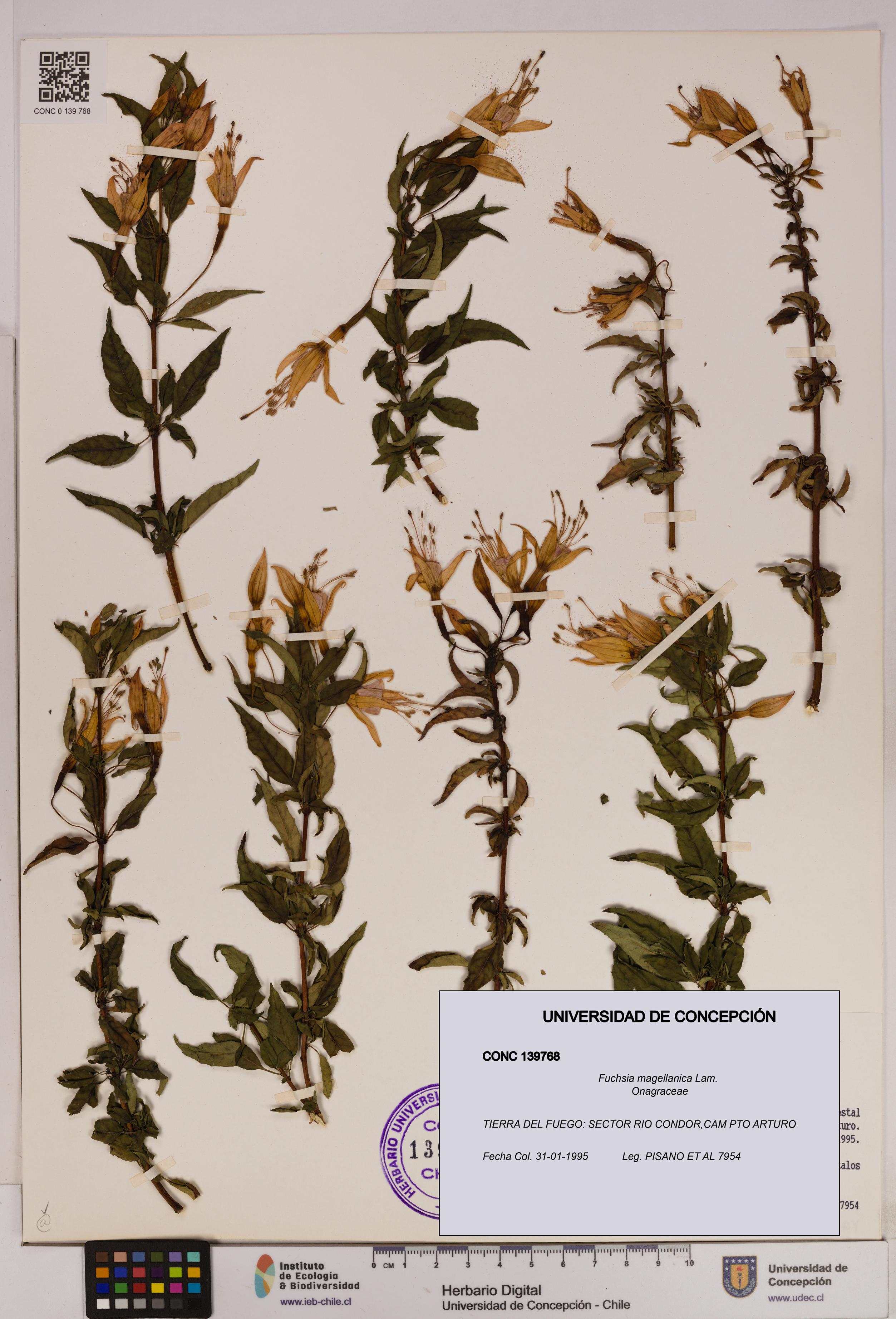 Fuchsia magellanica [Espécimen: UDEC:CONC:0139768]