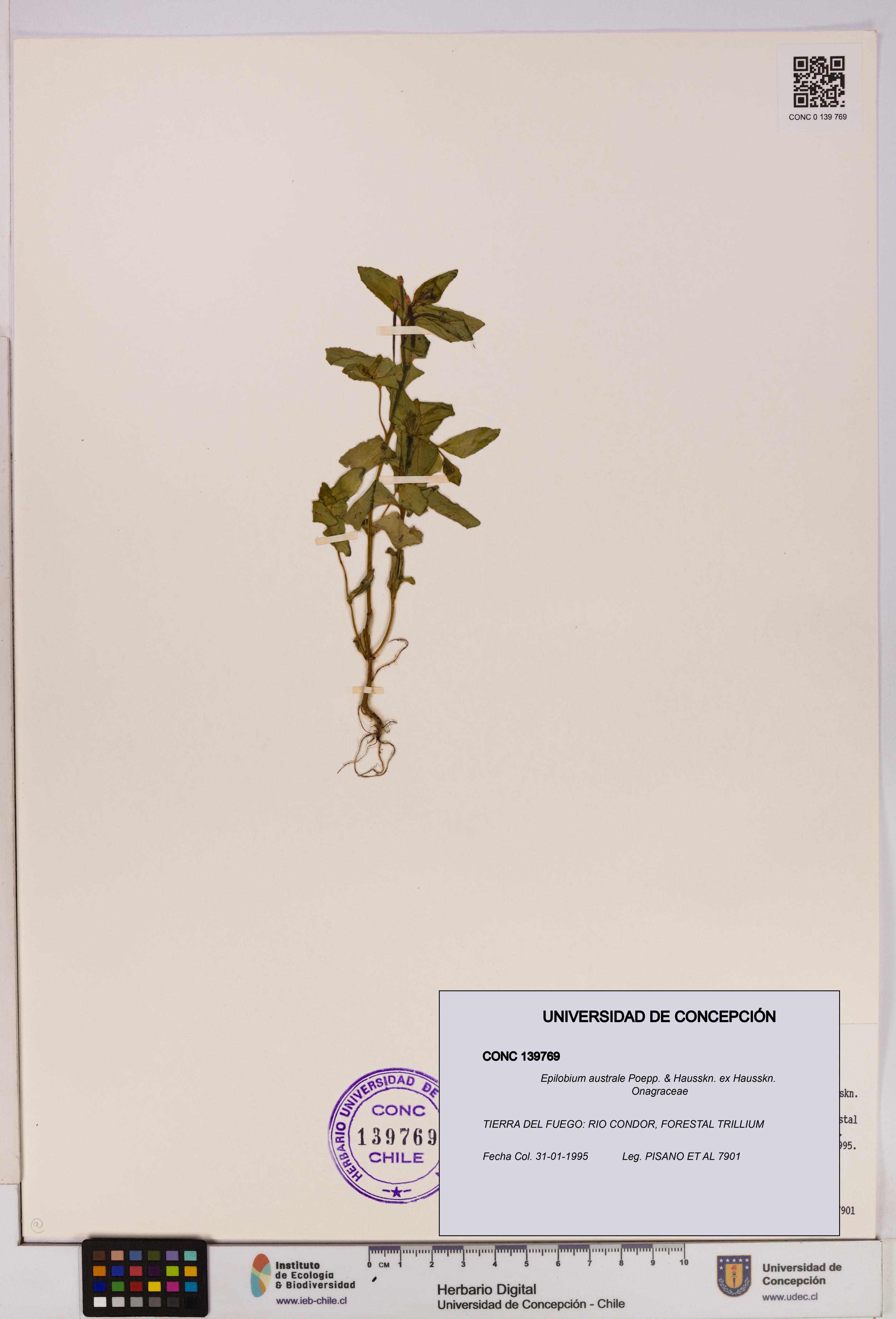 Epilobium australe [Espécimen: UDEC:CONC:0139769]