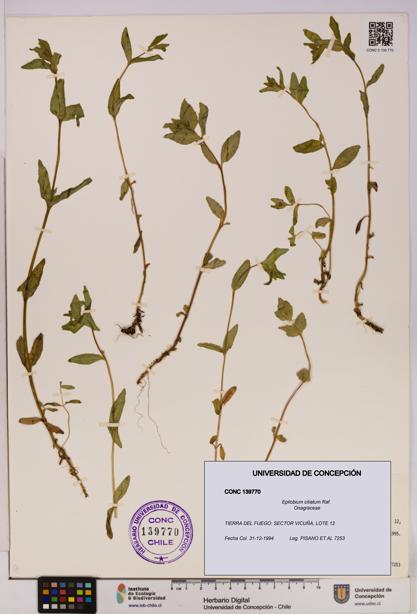 Epilobium ciliatum [Espécimen: UDEC:CONC:0139770]
