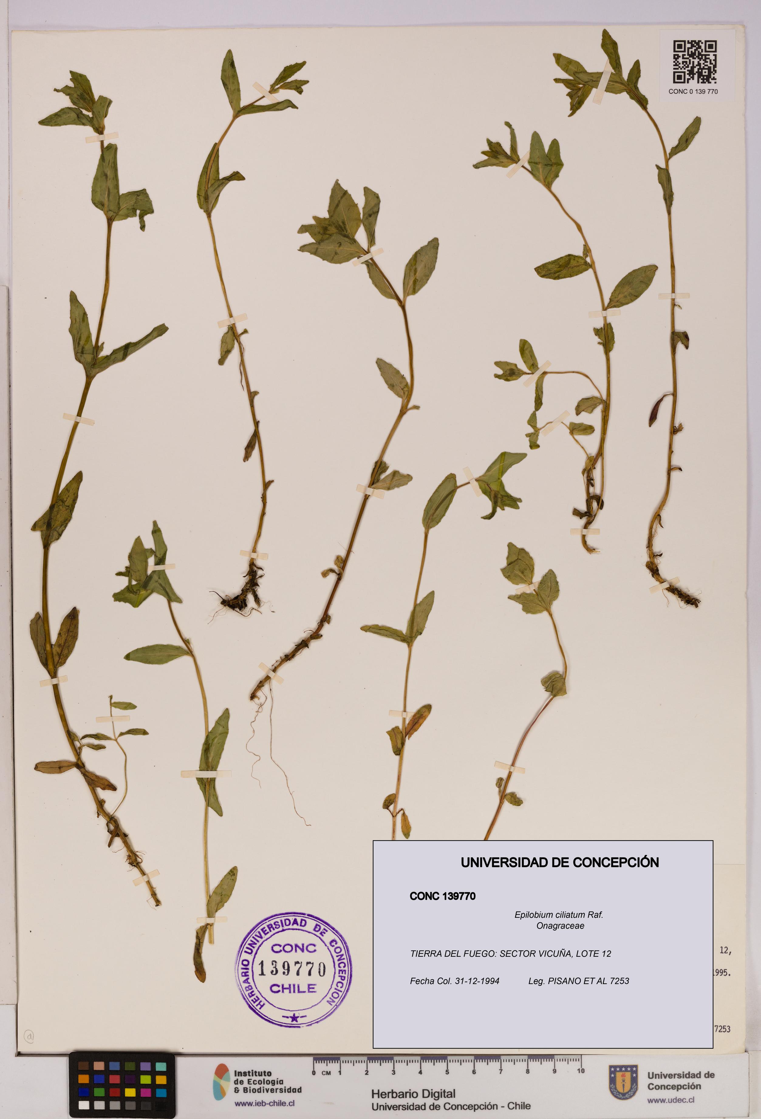 Epilobium ciliatum [Espécimen: UDEC:CONC:0139770]