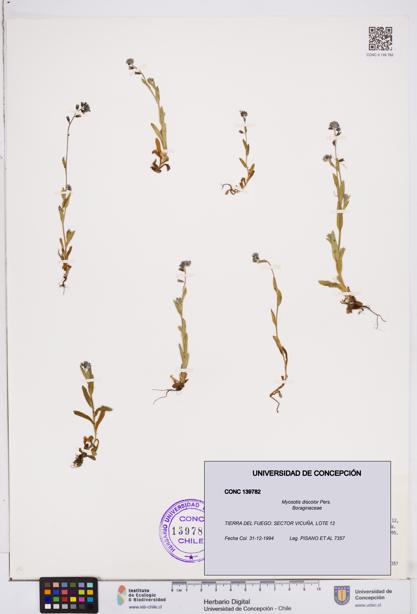 Myosotis discolor [Espécimen: ]