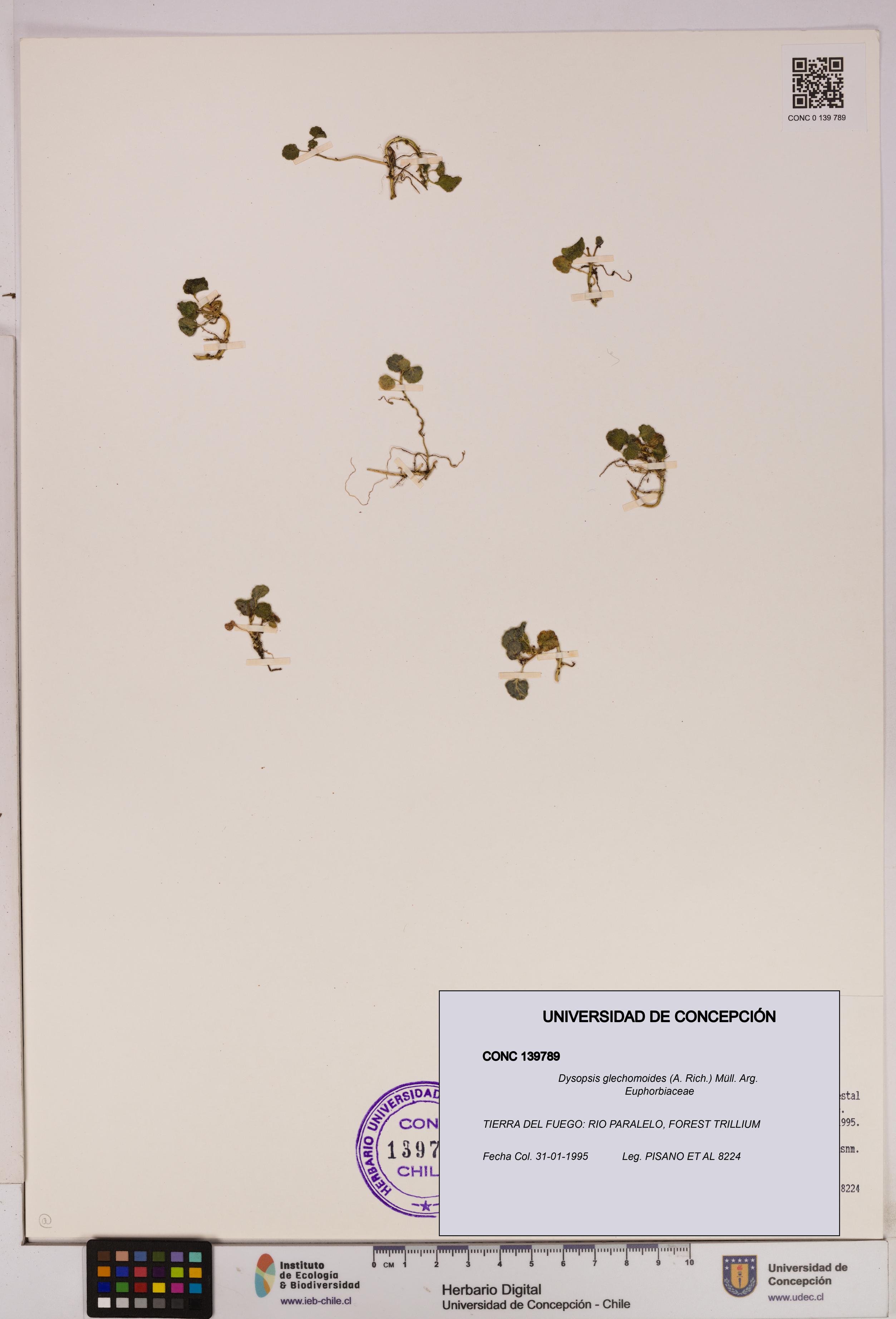 Dysopsis glechomoides [Espécimen: UDEC:CONC:0139789]