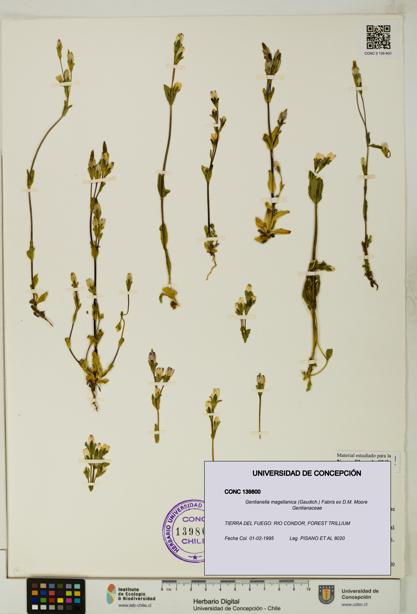 Gentianella magellanica [Espécimen: UDEC:CONC:0139800]